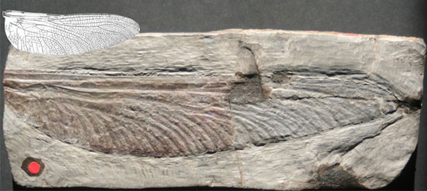 Fóssil de insetos gigantes pré-históricos (Foto: Wolfgang Zessin/UCSC/Divulgação)