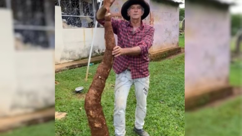 Em Goiás, agricultor colhe mandioca gigante e utiliza legume para alimentar os porcos da sua fazenda (Foto: José Roberto/Arquivo pessoal)