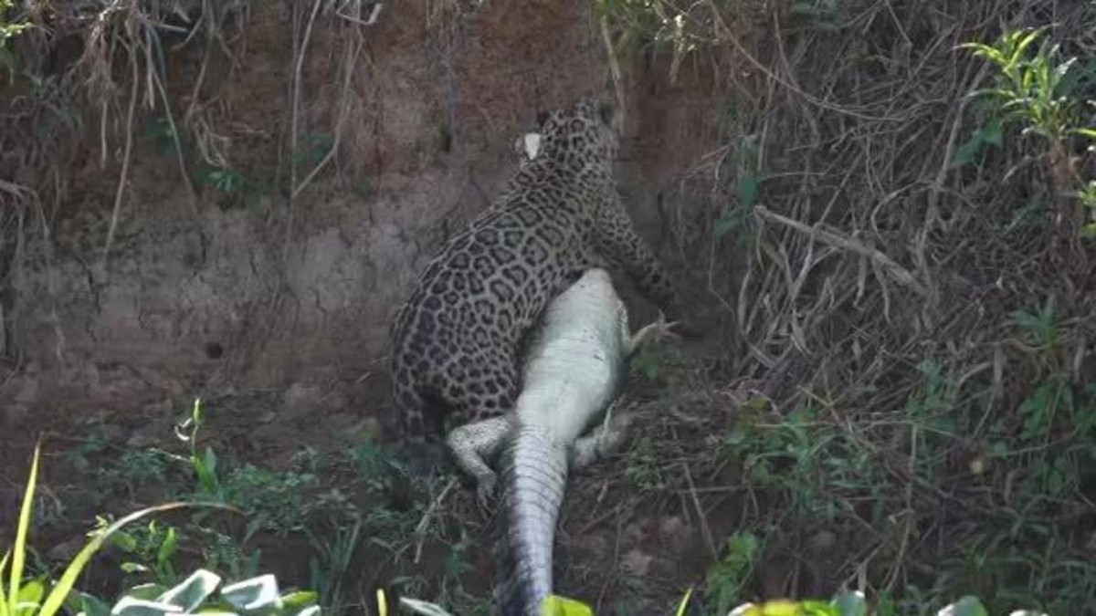 El ataque de un jaguar a un caimán es registrado por el fotógrafo mexicano en el Pantanal de MT;  mira el video |  Mato Grosso