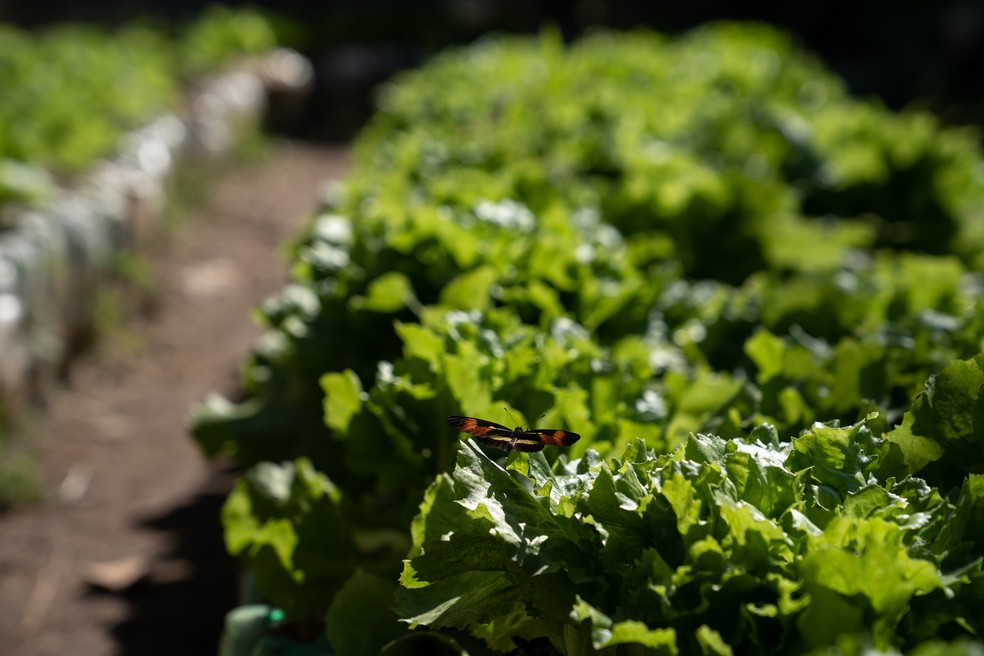 Mais de 2 toneladas de alimento são produzidas por mês.  — Foto: Marcelo Brandt/G1