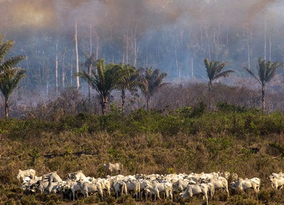 Queimada na floresta e gado pastando na Amazônia (Foto: © AFP e Pablo Valadares/Câmara dos Deputados)