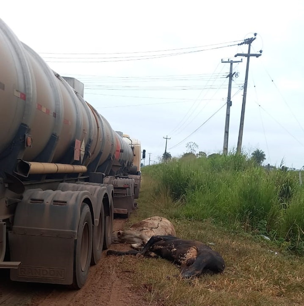 Animais foram atropelados por carreta que fazia o transporte de produtos químicos. — Foto: Divulgação