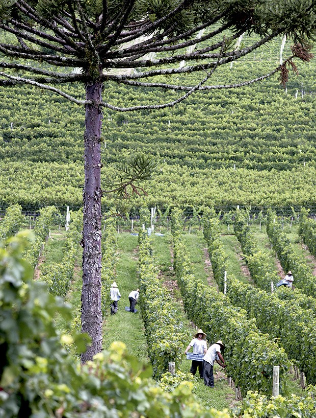 Colheita de uvas na vinícola Miolo, no Vale dos Vinhedos: a época da vindima costuma ocorrer entre janeiro e março (Foto: Divulgação)