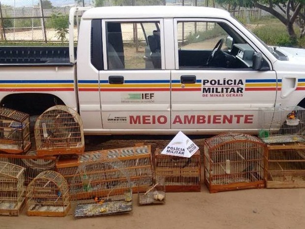 Pássaros foram localizados após denúncia. (Foto: Polícia Militar/Divulgação)