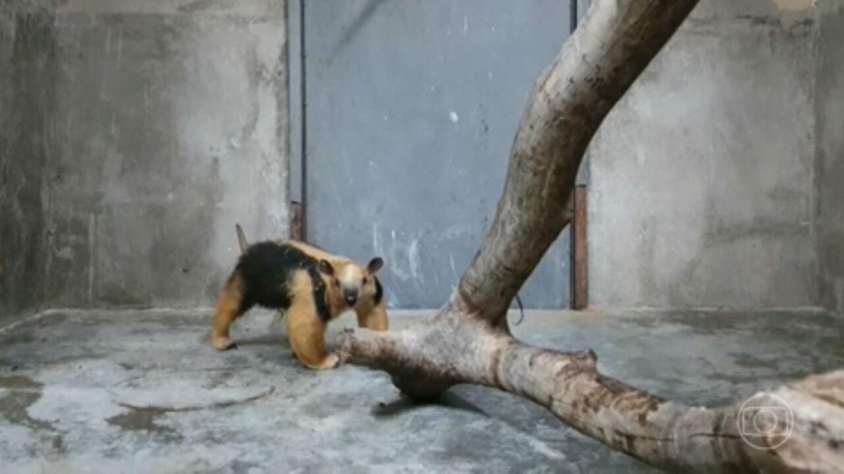 Duas tamanduás-mirins fêmeas são resgatadas na Bahia e ganham casa nova no Zoológico de Belo Horizonte