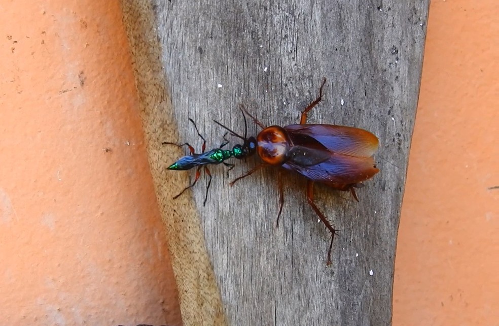 conheca o inseto que transforma baratas em zumbis terra da gente g1