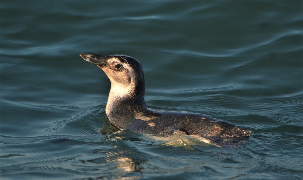 Pinguim-de-magalhães, espécie sul-americana, foi flagrado no caminho da costa se alimentando próximo ao barco de pescadores  — Foto: Elen Dias/Acervo Pessoal