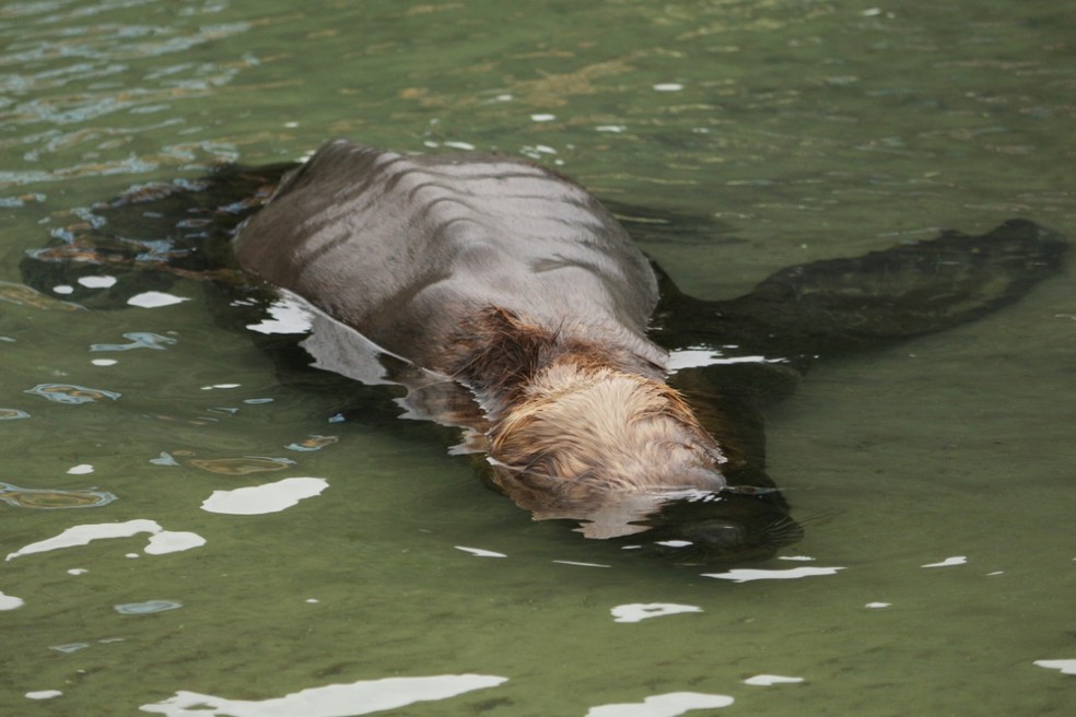 Leão-marinho foi encontrado magro, foi para centro de reabilitação, mas não resistiu  — Foto: Nilson Coelho/R3 Animal 
