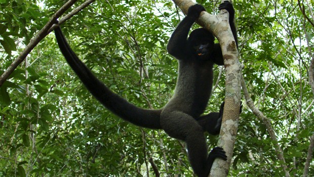 Pesquisa detalha comportamento e alimentação dos macacos-prego que vivem no  Bosque dos Macacos — Universidade Federal da Integração Latino-Americana