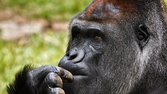 Primatas conseguem se comunicar por meio da língua de sinais?
