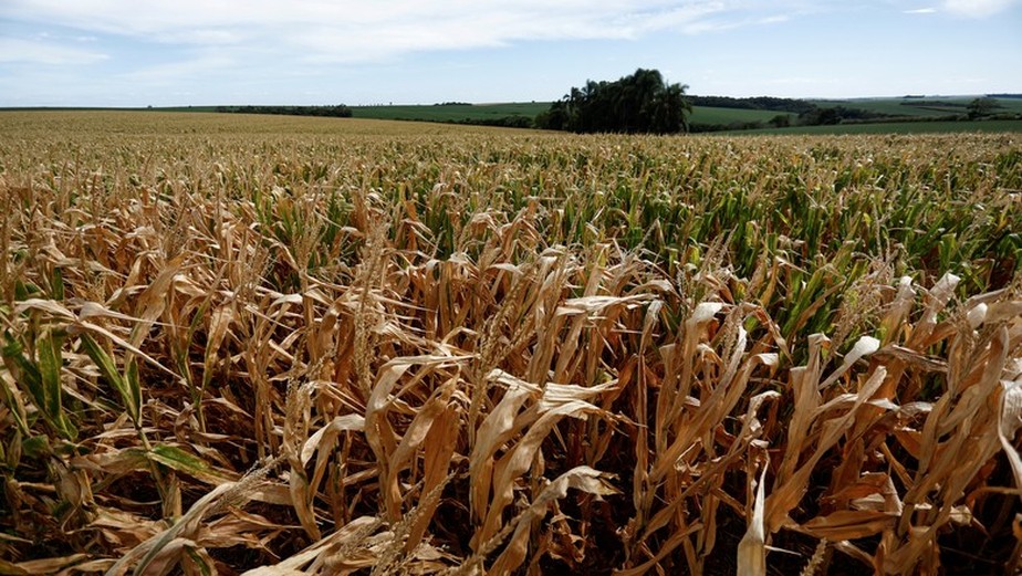 Lavoura de milho afetada por seca. No Rio Grande do Sul, relatos são de perdas de 50% a 80% em plantações
