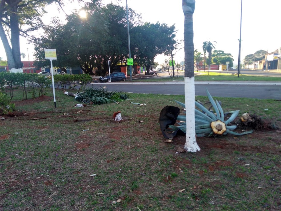 Canteiro com Ã¡rvores e placas derrubadas por carro (Foto: Osvaldo NÃ³brega/TV Morena)
