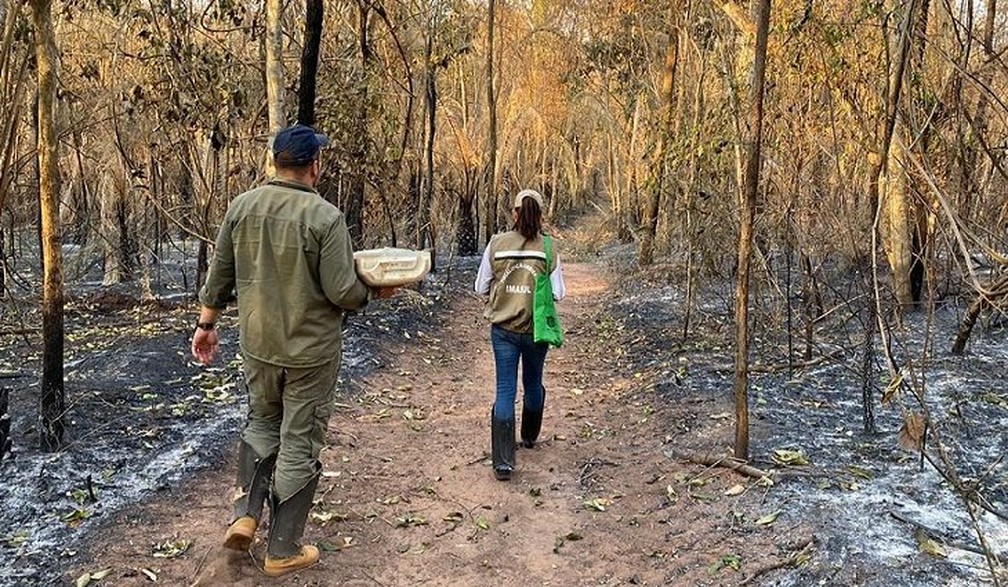 Pesquisadores participam de força-tarefa para contabilizarem animais mortos pelas queimadas no Pantanal — Foto: Semagro/Divulgação