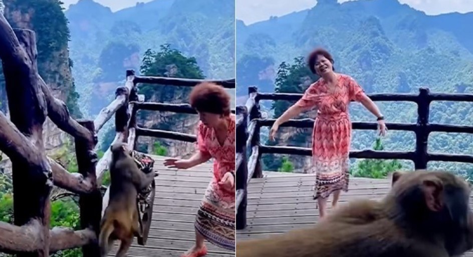 Macaco rouba bolsa de mulher distraída em parque na China (Foto: reprodução/instagram)
