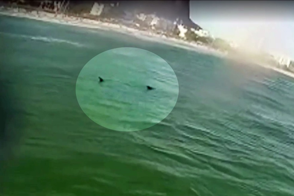 TubarÃ£o no mar da Barra da Tijuca (Foto: Marcelo Alegria/ReproduÃ§Ã£o/Arquivo pessoal)