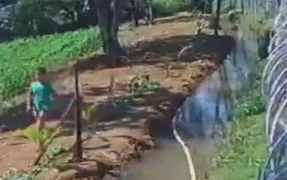 Menina desaparecida pede ajuda em Goianápolis, Goiás — Foto: Reprodução/TV Anhanguera