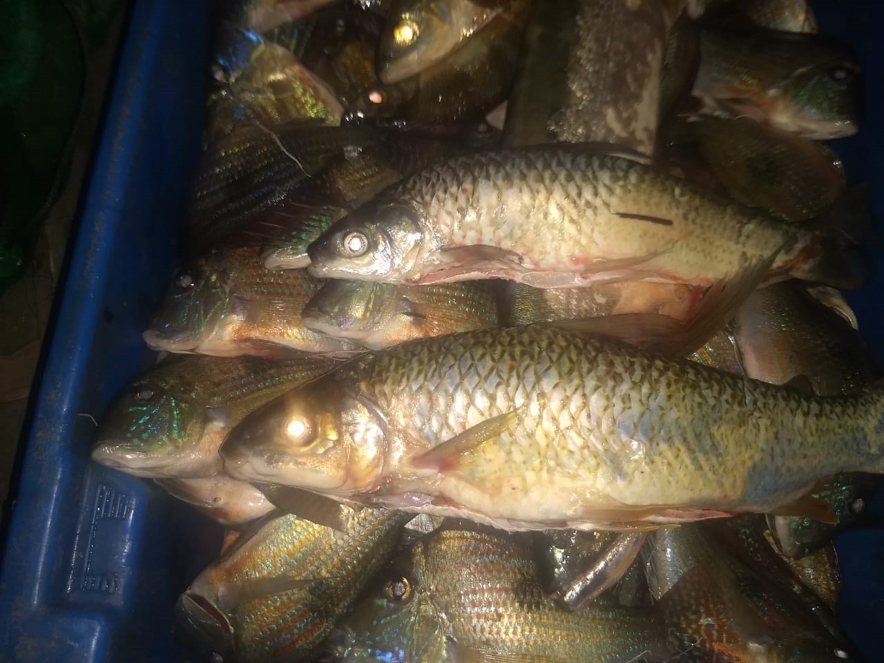 Fiscalização apreende 105kg de peixes e multa pescadores profissionais em R$ 5,6 mil por captura durante a piracema thumbnail