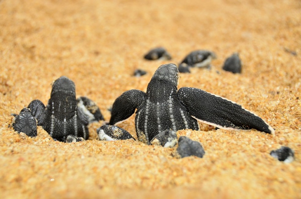 Filhotes de tartaruga da foz do Rio Doce, no Espírito Santo, em 2015 (Foto: Divulgação/ Arquivo Projeto Tamar)