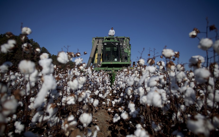 No acumulado de janeiro a março, o Brasil exportou 243 mil toneladas de algodão, 56% a menos que o mesmo período do ano passado