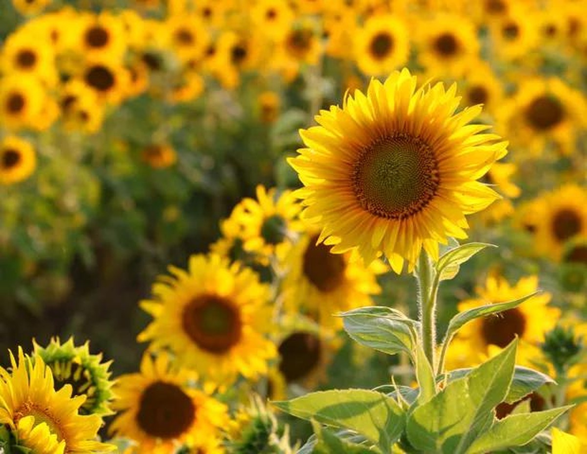 Girassol: significado e curiosidades sobre a planta | Paisagismo | Casa ...