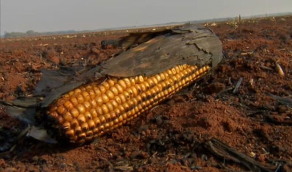 Lavoura de milho foi incendiada em Sorriso (MT) e ex-namorada de funcionário é suspeita do crime — Foto: Reprodução