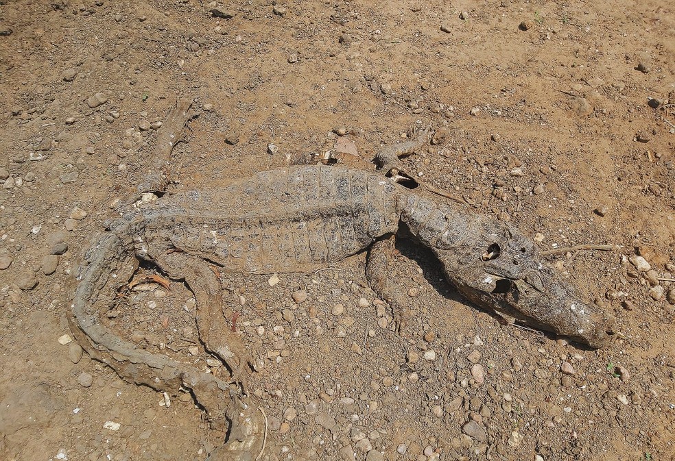 Pantanal sofre sem enchentes desde 2020 — Foto: Divulgação/Ecotropica