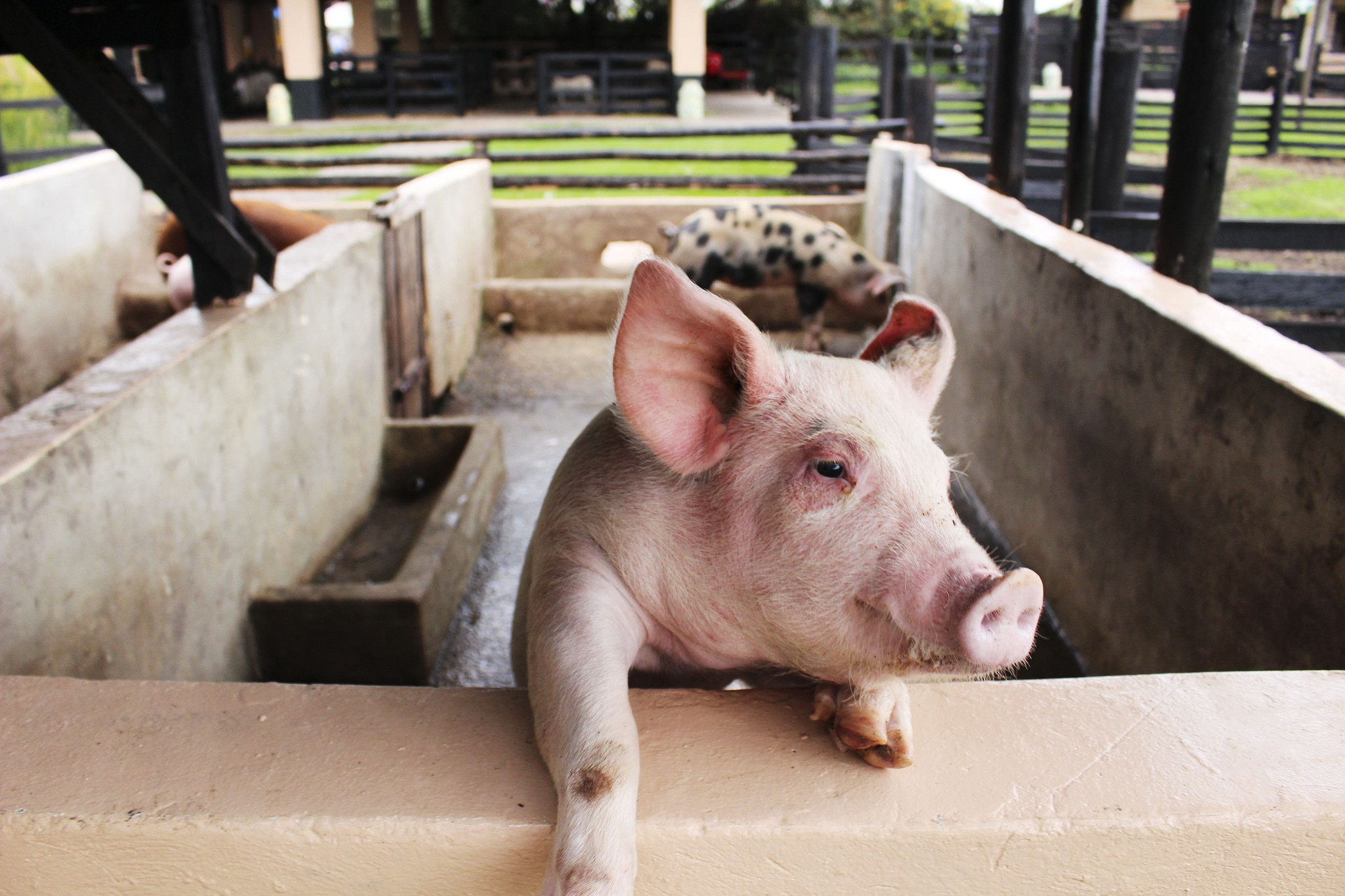porco-suino-granja-criação (Foto: Rosalba Tarazona/CCommons)