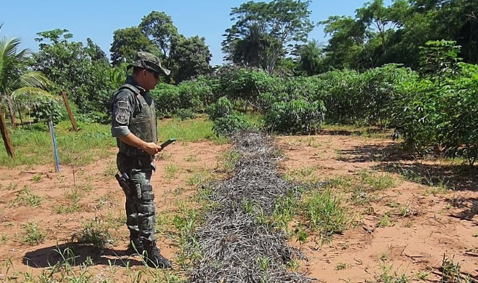 Homem é multado em R$ 10 mil por descumprir embargo de atividade degradadora, em Rosana (SP) — Foto: Polícia Ambiental