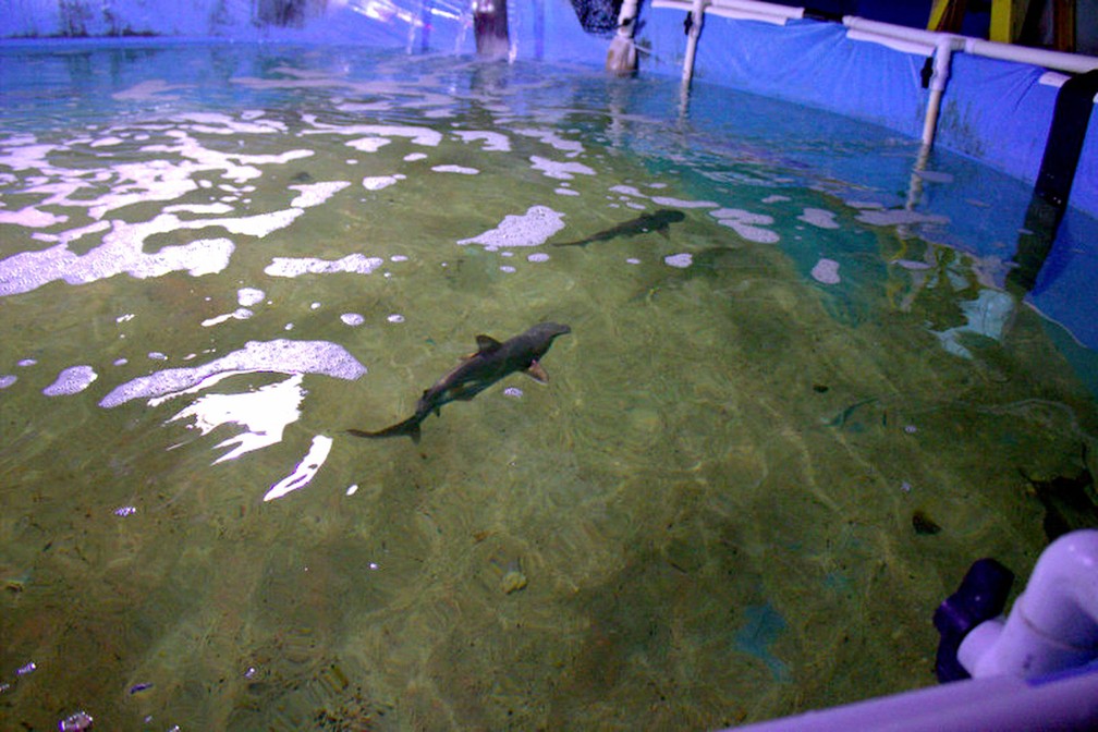 Piscina com tubarões é achada em porão de casa nos EUA (Foto: New York State Department of Environmental Conservation via AP)