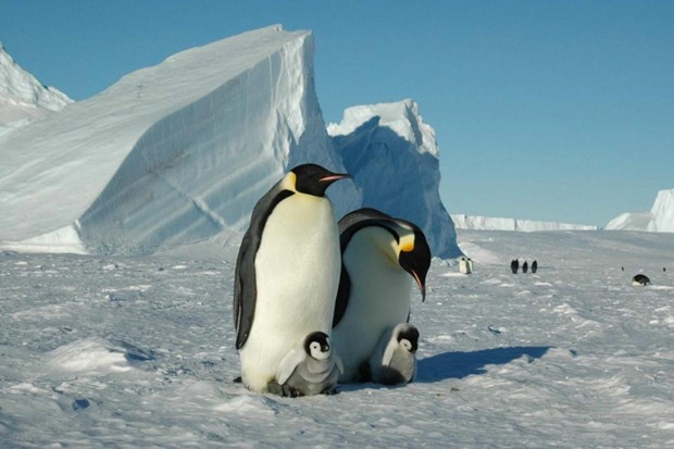 Antártida (Foto: Divulgação)
