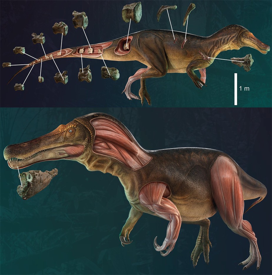 Iberospinus natarioi: nova espécie de dinossauro descoberta em Portugal.