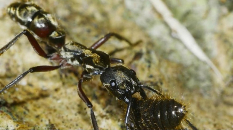 Formiga encontrada no sul da Bahia — Foto: Paulo Robson de Souza
