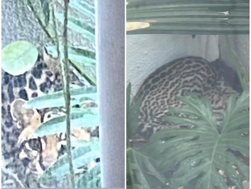 Animal aparentava estar assustado  — Foto: Divulgação