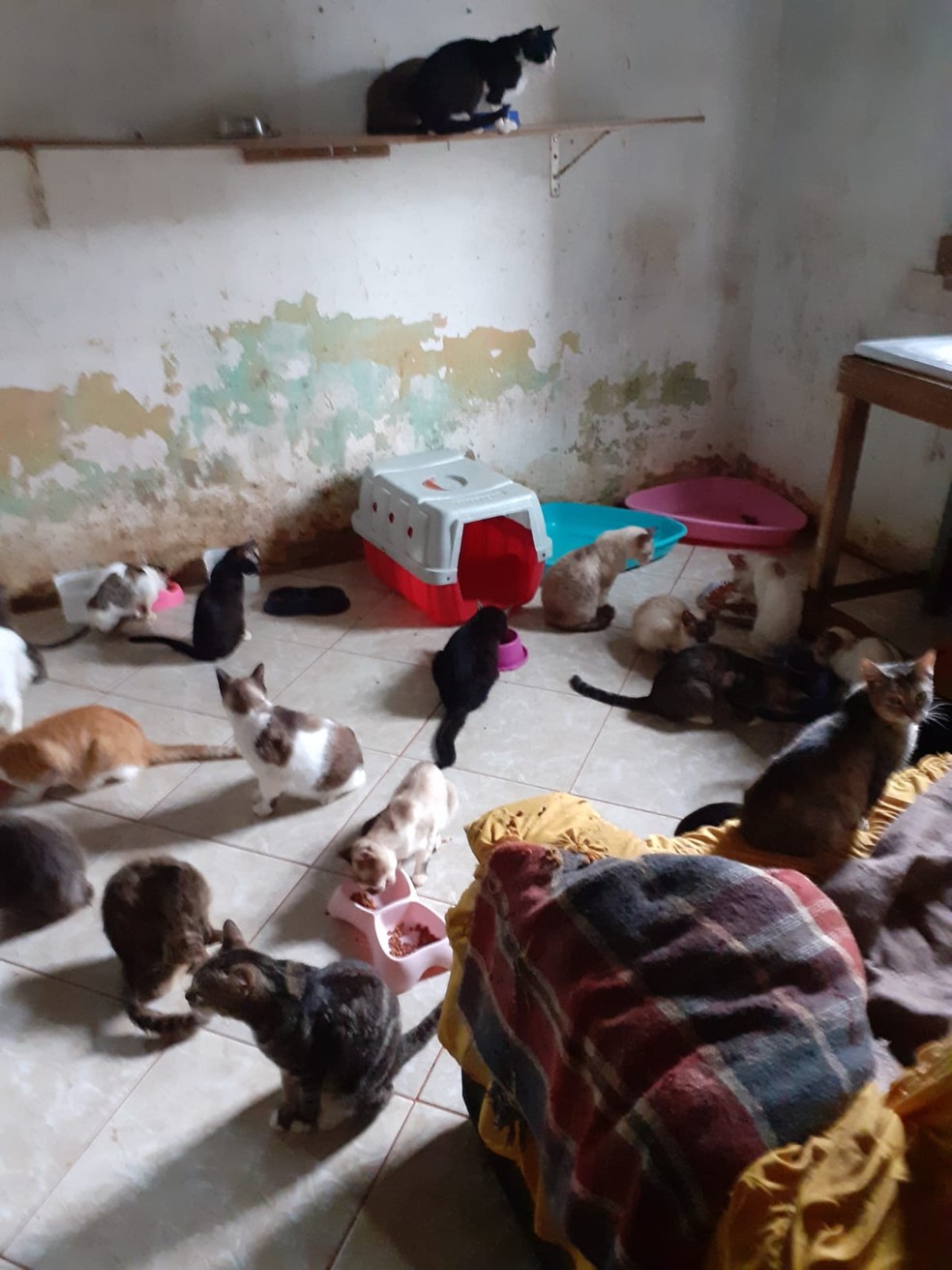 Animais vivem em sobrado comprado por padeiro em Guarujá, SP — Foto: Arquivo pessoal