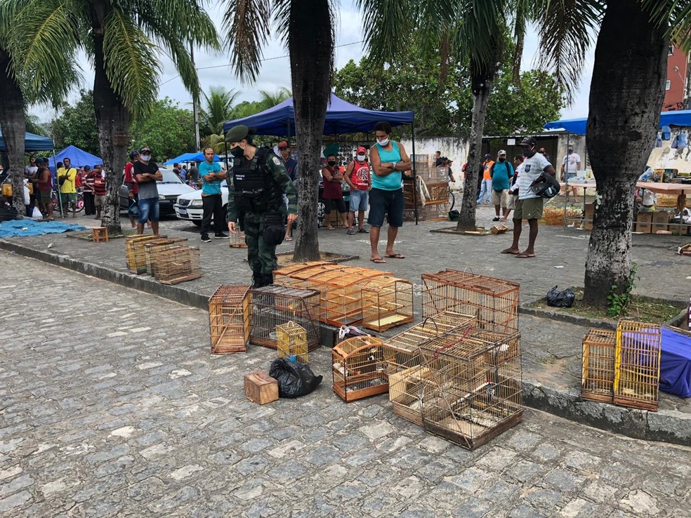 Operação da Polícia Ambiental resgata 179 aves silvestres em Guarabira, PB — Foto: Polícia Militar/Divulgação