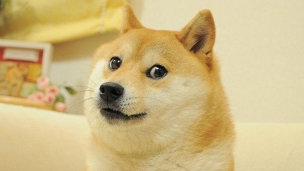 A foto de Kabosu, cachorra da raça japonesa Shiba Inu, que deu origem ao meme "Doge" — Foto: Reprodução