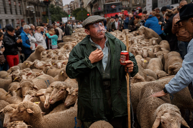 Ovelhas 'invadem' centro de Madri (Foto: Daniel Ochoa de Olza/AP)