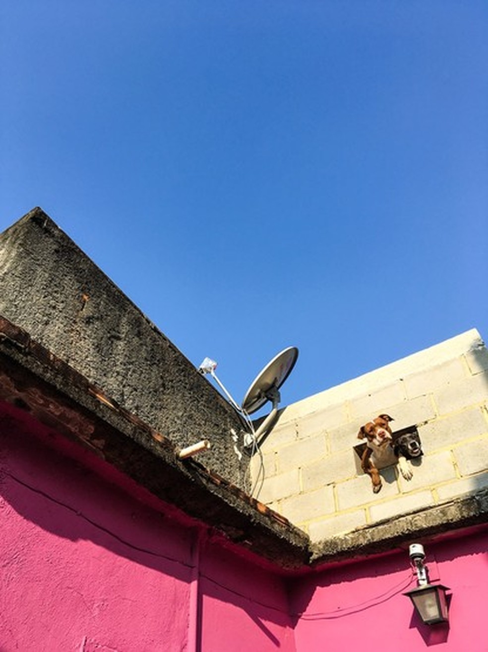 Dois cães dividem espaço em uma janela  — Foto: Anderson Valentim/Favelagrafia
