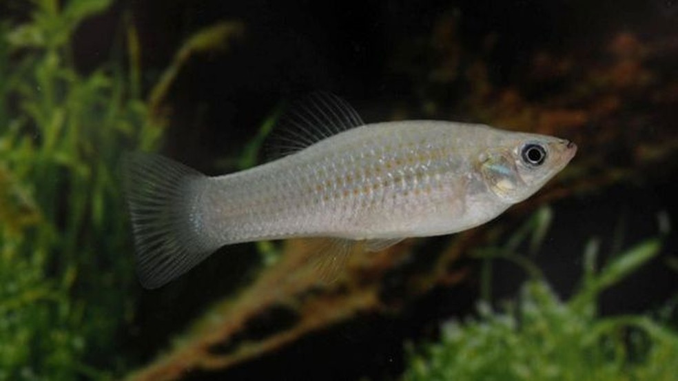 O pequeno peixe da Amazônia se reproduz de forma assexuada e desafia teoria de extinção da espécie (Foto: Reuters)