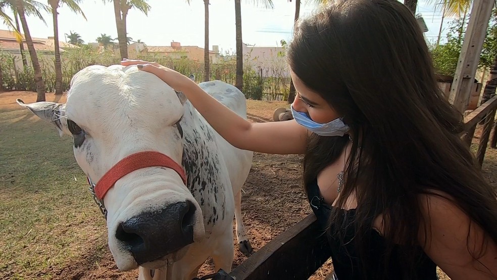 Boi faz sucesso levando vida de animal doméstico — Foto: Reprodução/TV TEM