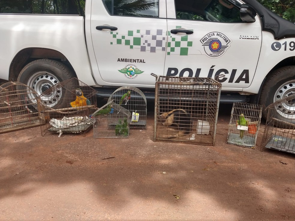 Polícia Militar Ambiental encaminhou 14 animais para o Apass de Assis — Foto: Polícia Militar Ambiental