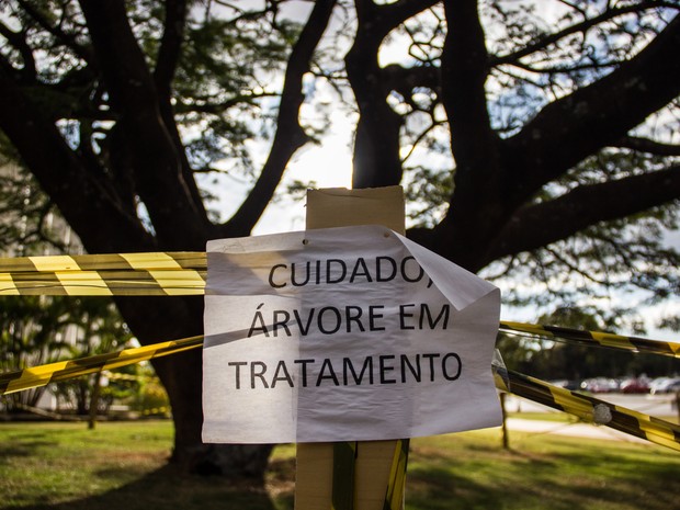 Cartaz afixado em Flamboyant 'doente' avisa população que árvore, localizada no centro de Brasília está em tratamento (Foto: Mateus Vidigal/Site)