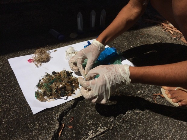 Waltyane Bonfim exibe lixo coletado do estômago de três tartarugas verdes. (Foto: João Vitor Corrêa/G1)