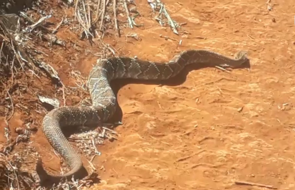 Segundo a família, os trabalhadores se surpreenderam com o tamanho da cobra, em Cascavel — Foto: Pedro Sarolli/Arquivo pessoal