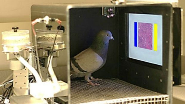 Pombos podem ser treinados para detectar câncer de mama por meio de imagens  (Foto: Univ. IowaWassermann Lab)