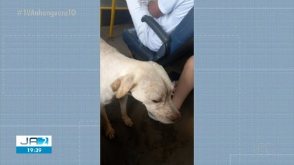 Cachorro é flagrado passeando no transporte coletivo; entenda