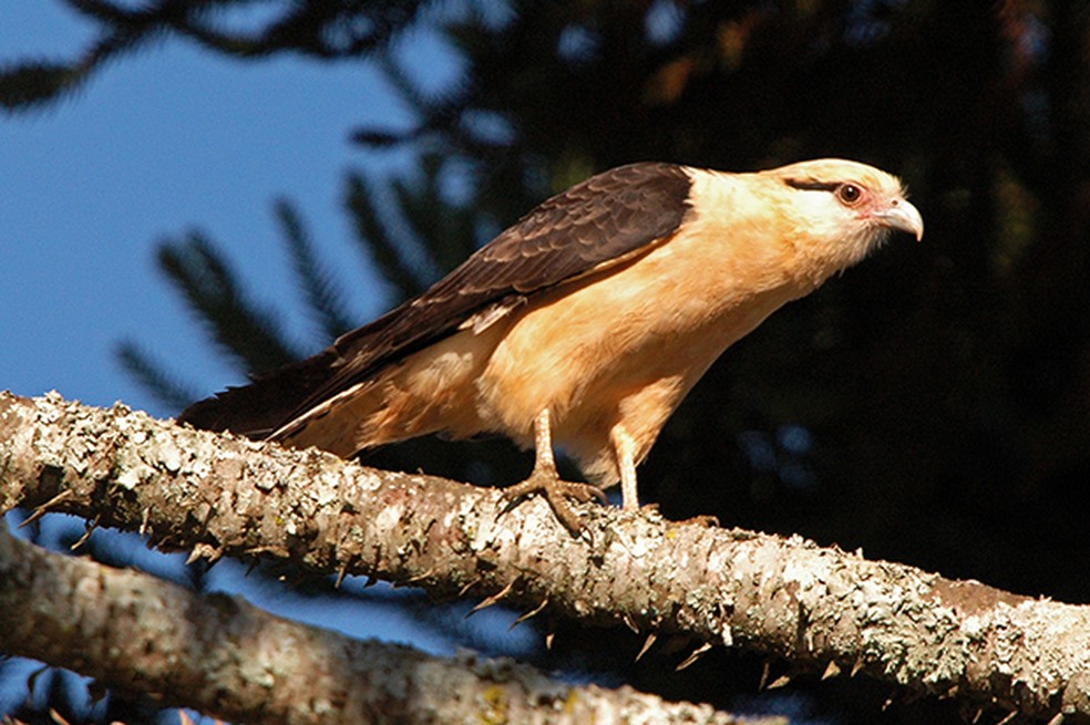 De plumagem predominantemente branca, carrapateiro é fácil de ser identificado — Foto: Rudimar Narciso Cipriani