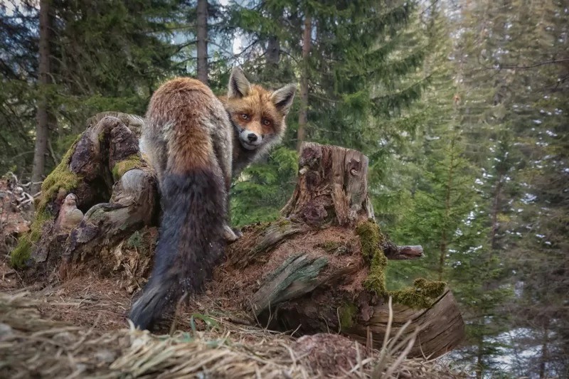 Um momento de natureza selvagem (Foto: MATT ENGELMANN / NATURE TTL via BBC)