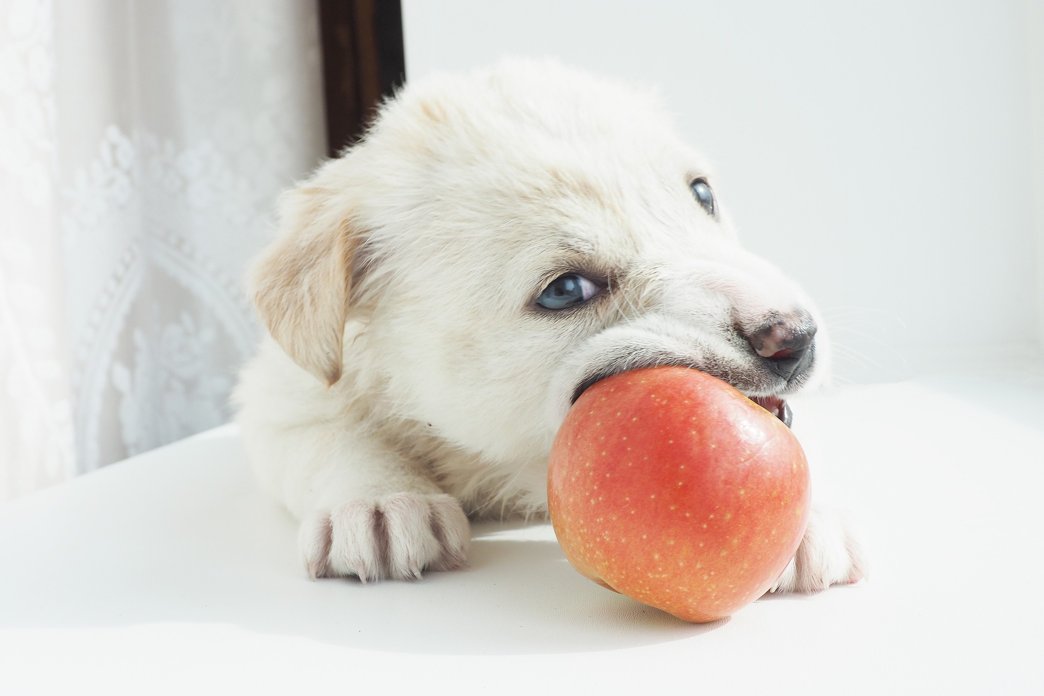 Balancear a oferta de ração seca com a alimentação natural traz diversos benefícios aos pets, além de tornar as refeições mais saborosas (Foto: Getty Images)