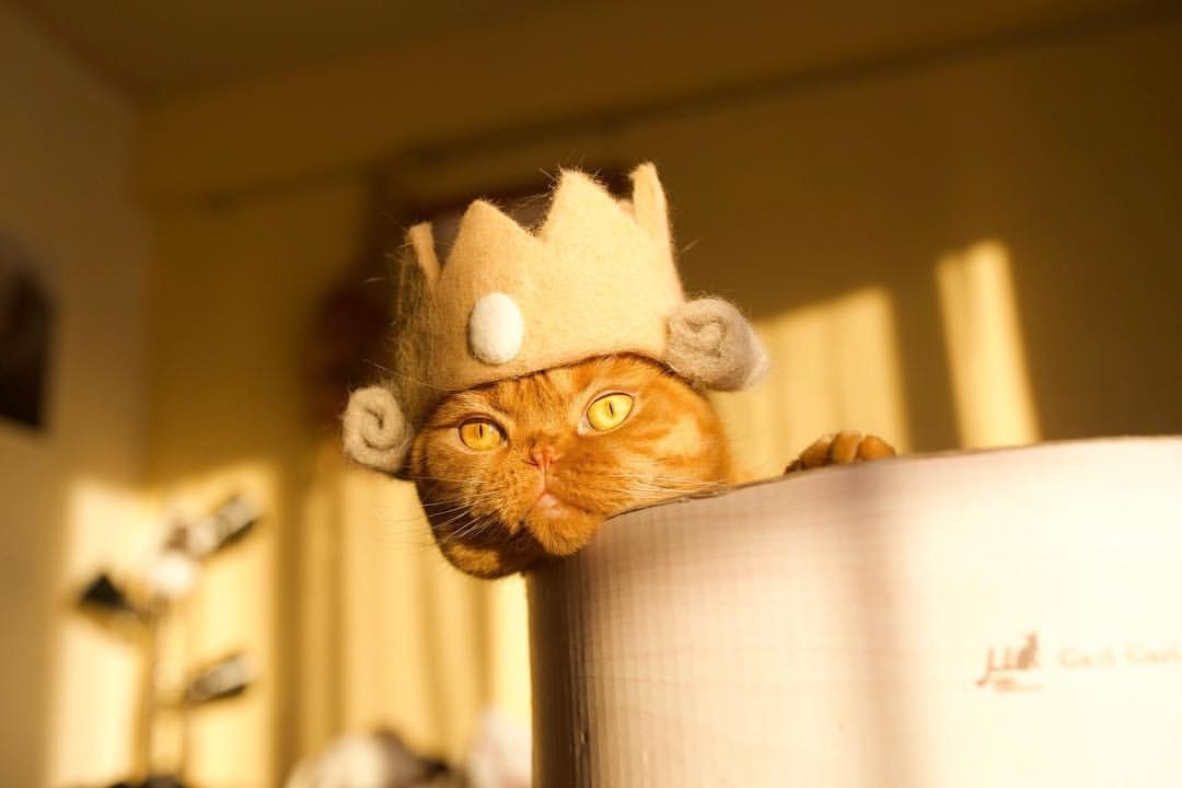 Artesã cria chapéus para gatos usando o próprio pelo do pet (Foto: @rojiman)